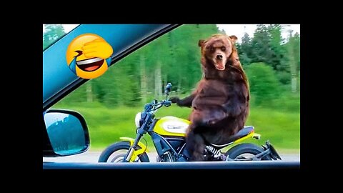 Best Funny Animal Videos Of The 2022 🤣 - Funny Farm And Wild Animals Videos 🐴🐻