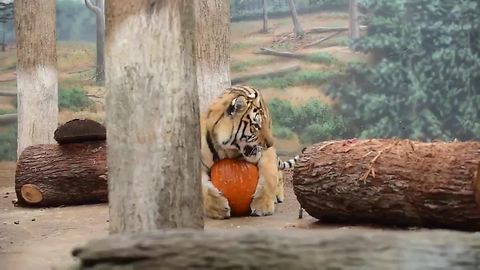 MKE Zoo tigers get in Halloween spirit