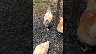 Working out sex of 8 week old chicks
