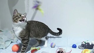 Funny Little Cat Loves to Play All Day Long