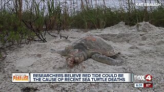 Researchers say red tide could be the cause of recent sea turtle deaths