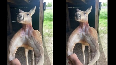 Viral video#3 bodybuilder kangaroo