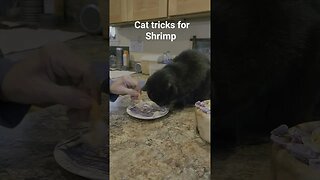 Day 8, cat tricks for Shrimp #cat #homeless