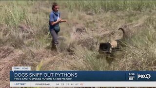 Dog sniffing python hunters