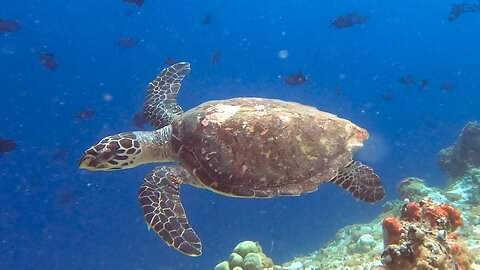 Beautiful hawksbill sea turtles circle each other on the coral reef
