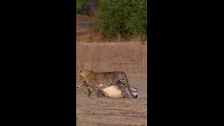 Antelope escapes leopards jaws