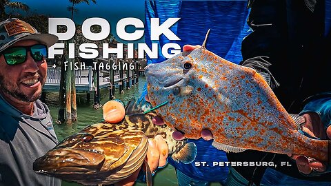 Dock Fishing and Tagging St Petersburg Florida | Grouper, Speckled Trout, Sheepshead Inshore Fishing