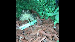 Garden toad eats grasshopper