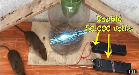 Electric Rat Trap with Double Taser | The results of the 100.000 volts Rat trap are Amazing!!!