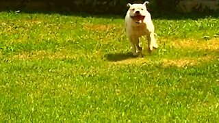 Pitbull running on the Backyard Slow motion