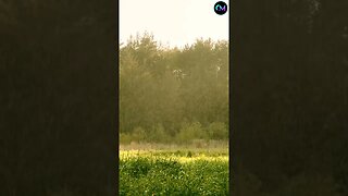 Nature Sounds - Heavy Rain: Helps sleeping, insomnia, relax, study, stress relief and meditation