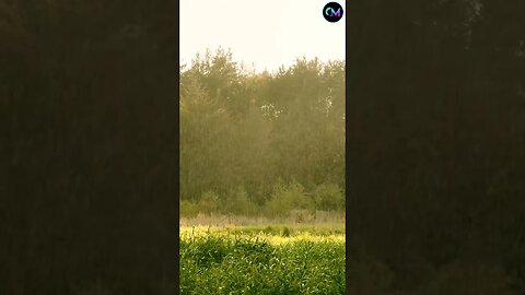 Nature Sounds - Heavy Rain: Helps sleeping, insomnia, relax, study, stress relief and meditation