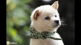 Adorable Japanese mameshiba is showing affection for another adorable shiba