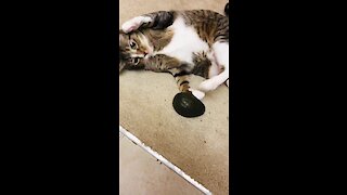 Cat Totally Freaks Out When Given Avocado