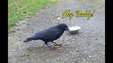 Cute Crow checking out food area