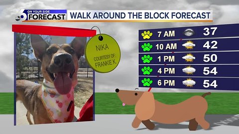 Frankie's Around the Block Forecast- Nika