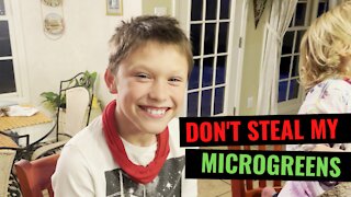 Don't Steal My Microgreens