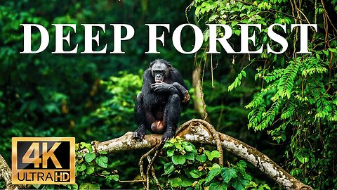 дикие животные глубокого леса 4k - Замечательный фильм о дикой природе с успокаивающей музыкой