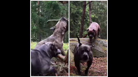 Pitbull dog training angry season