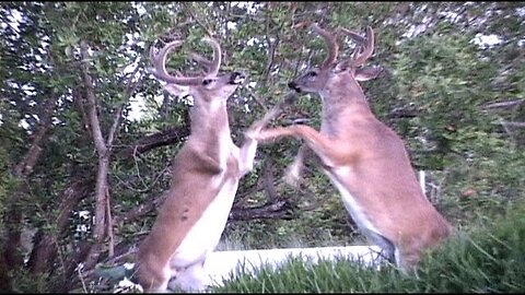 Full on Deer fight !!