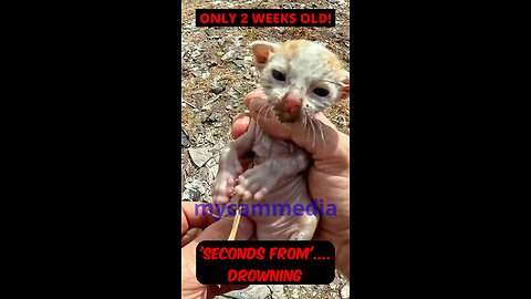 Seconds from drowning - a 2 week old kitten rescued along with 4 of his family. #kittenrescue
