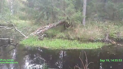 life alone in the forest, elämä yksin metsässä, elu üksi metsas, #twitchstream TEST STREAM