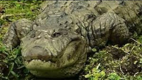 THE YAWNING OF THE ALLIGATOR brazilian wild fauna swamp amazon brazilian brazil