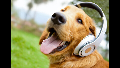 Animals listen to music