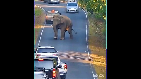 Angry Elephant On Road.........