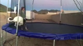 "Funny Dog Fails to Hop on Trampoline"