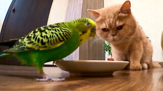 Кот и птица, милые животные #201