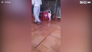 Un chien se retrouve coincé dans un tabouret et ça fait du bruit