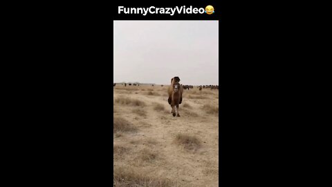 Mr FunnyCrazyVideo😂 Just Incredible Video Funny and Crazy #Like Follow for Follow 🥰