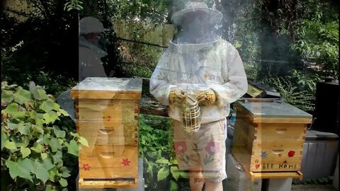 NEW BEE KEEPER MID SUMMER INSPECTIONS EVERY COLONY IS DOING GREAT I HOPE !!