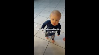 Baby Gets So Excited to Brush His Doggies Hair.