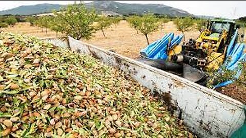 Awesome Almond Cultivation Technology - Almond Farming and Harvest - Almond processing in factory