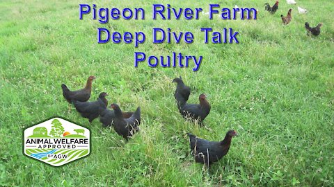 Deep Dive Talk what's A Greener World, Animal Welfare Approved Label all about part 2 Poultry