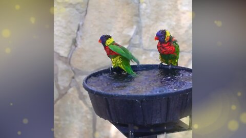 Looks like the lorikeets are throwing a pool party! 🏖🦜😎