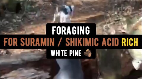 Foraging for Suramin / Shikimic Acid-Rich White Pine (pinus strobus)