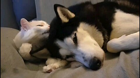 Husky Lies Down Peacefully and a Cute Cat Takes Care Of Him !