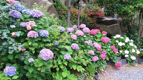 Hydrangea blooming in the garden of an old temple on the coast
