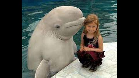 Beluga whales kisses the kids