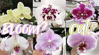 Why Cut Phalaenopsis Orchids' Spikes | To Bloom or NOT to Bloom Phalaenopsis Orchids #ninjaorchids