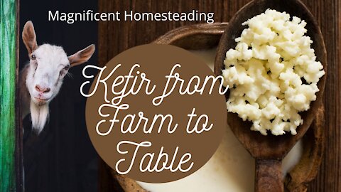 How to Make Kefir From Farm to Table