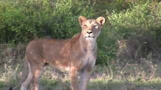 Lioness Hunting Impalas