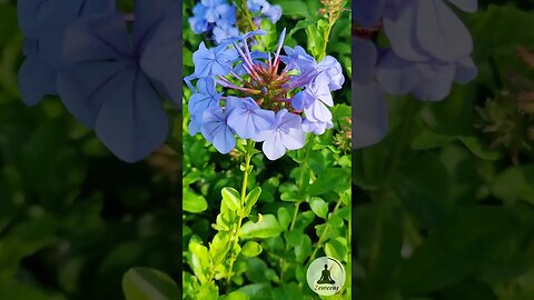 Relaxing European Leadwort Plumbago Flower Blooming 🌸 Birdsong & Piano Music 🎵 Calm Nature Shorts