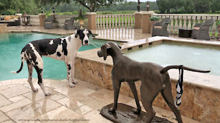 Great Dane Enjoys Gentle Florida Sunset Rain With Bronze Dog