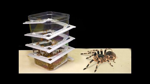 CAN 1000 COCKROACHES GET OUT OF THE TRAP FOR SPIDER _