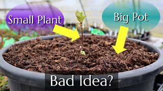 Small Plant, Big Pot - No Problem?