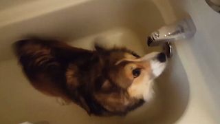6 Times This Doggo LOSES IT Over Shower Time